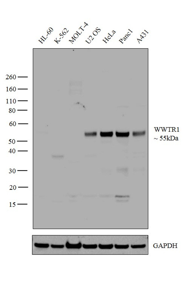 WWTR1 Antibody