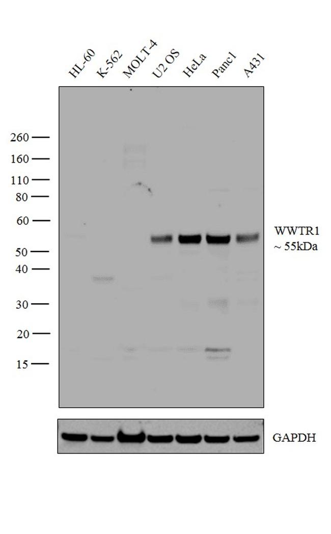 WWTR1 Antibody in Western Blot (WB)