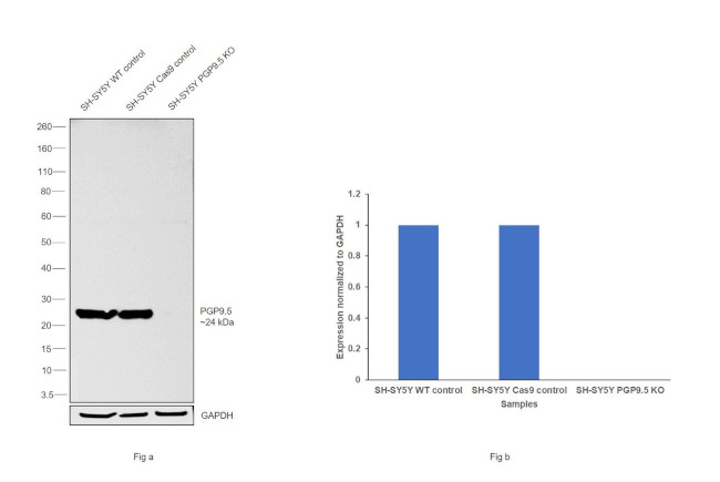 PGP9.5 Antibody