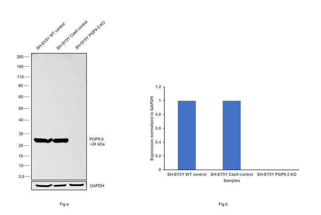 PGP9.5 Antibody in Western Blot (WB)