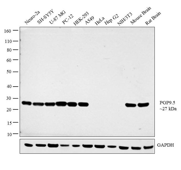 PGP9.5 Antibody