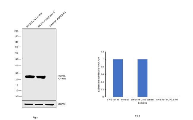 PGP9.5 Antibody in Western Blot (WB)