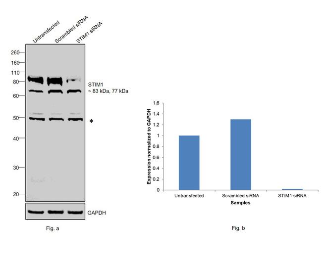 STIM1 Antibody in Western Blot (WB)