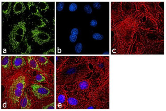 beta Actin Antibody in Immunocytochemistry (ICC/IF)