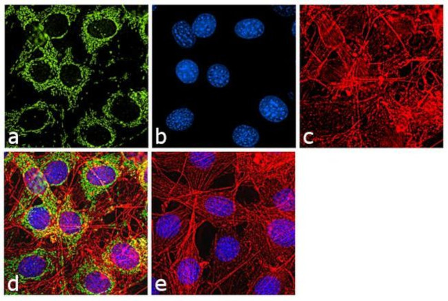 beta Actin Antibody in Immunocytochemistry (ICC/IF)