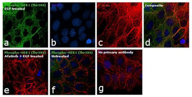 Phospho-MEK1 (Thr386) Antibody in Immunocytochemistry (ICC/IF)