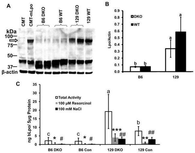 LPO Antibody in Western Blot (WB)