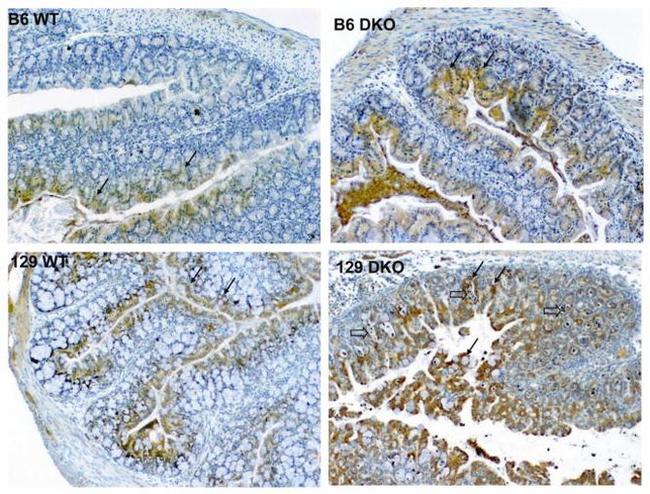 LPO Antibody in Immunohistochemistry (IHC)