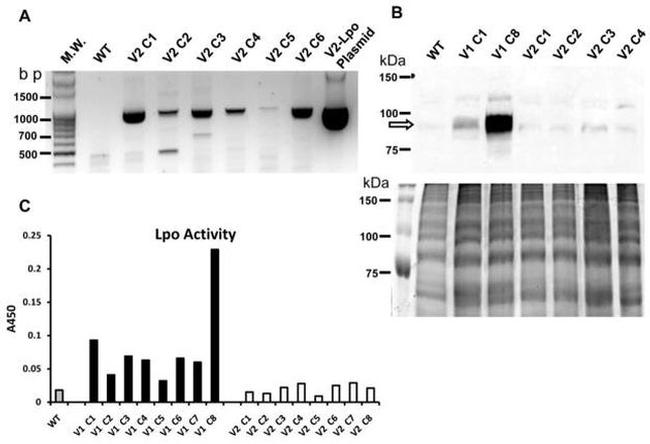 LPO Antibody in Western Blot (WB)