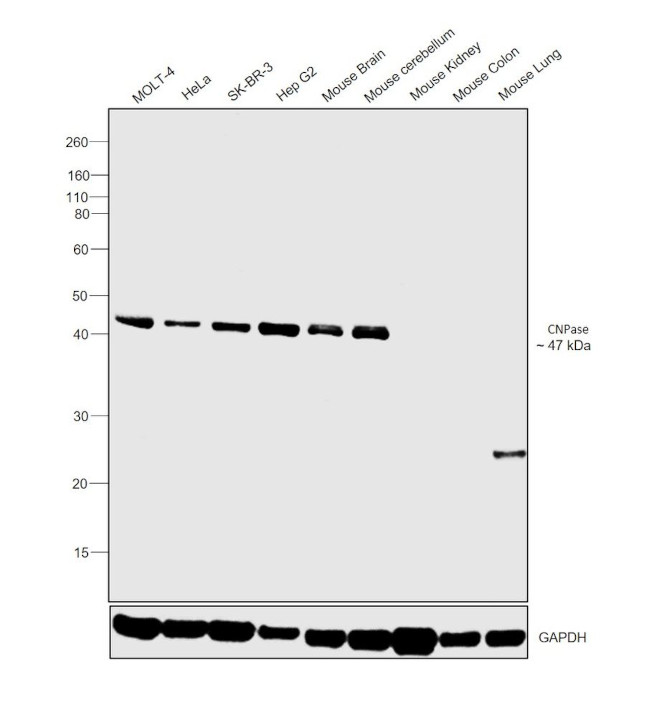 CNPase Antibody