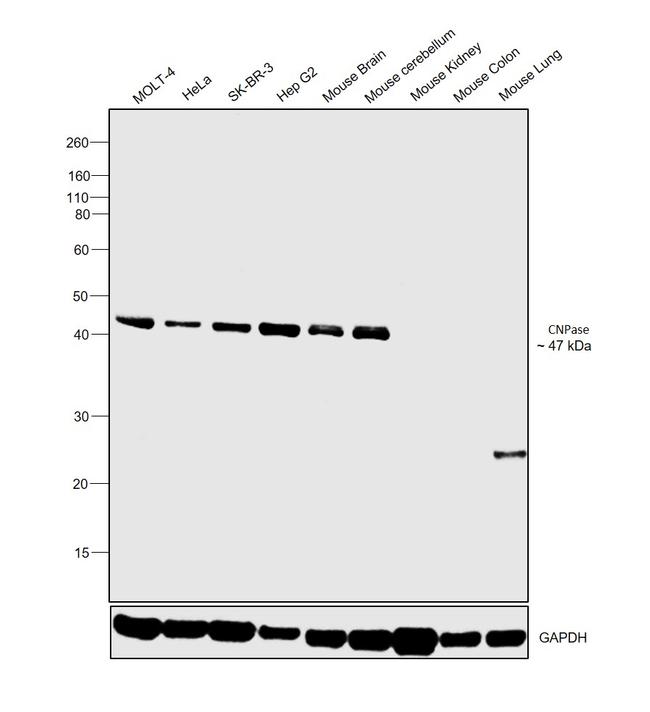 CNPase Antibody in Western Blot (WB)