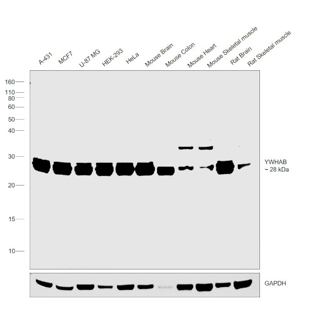 14-3-3 beta Antibody