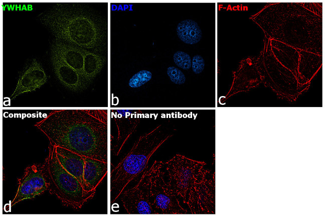 14-3-3 beta Antibody in Immunocytochemistry (ICC/IF)