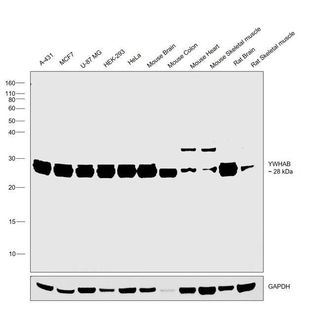 14-3-3 beta Antibody in Western Blot (WB)