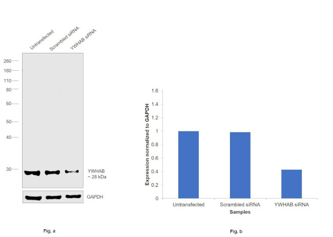 14-3-3 beta Antibody