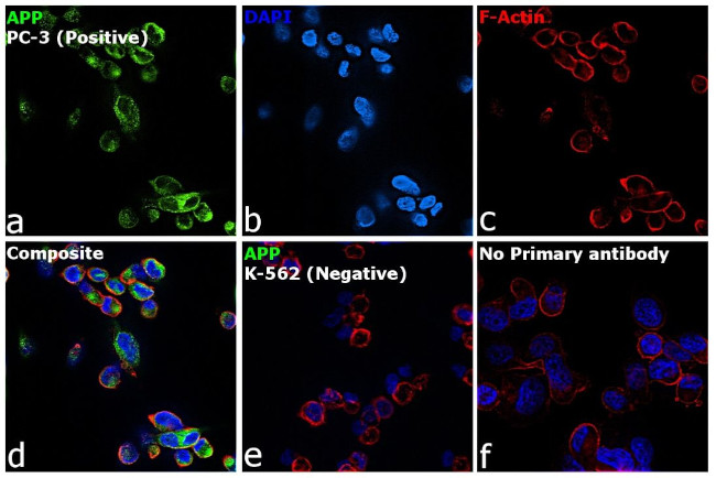 Amyloid Precursor Protein Antibody