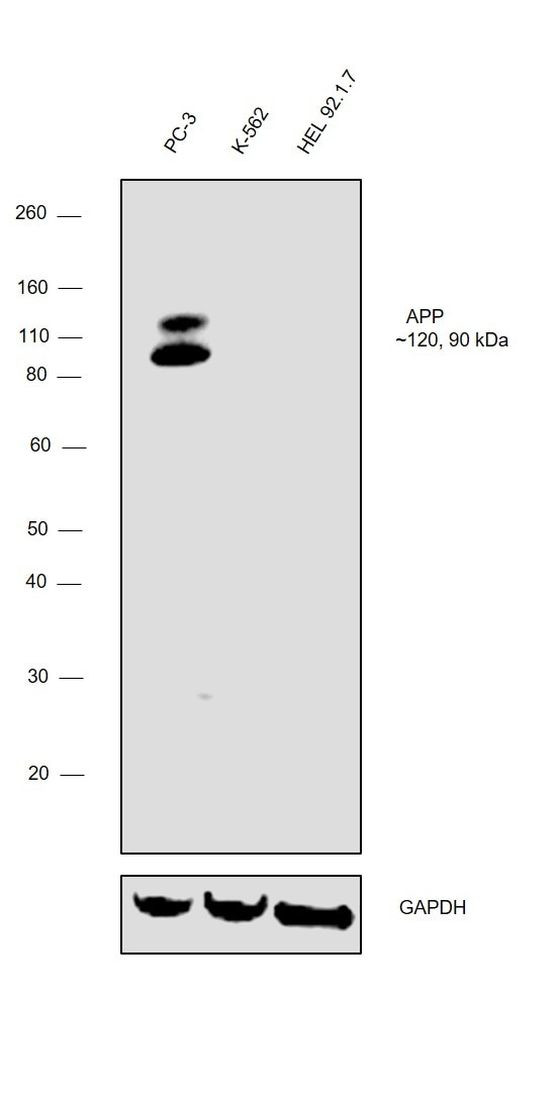 Amyloid Precursor Protein Antibody