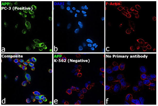 Amyloid Precursor Protein Antibody in Immunocytochemistry (ICC/IF)