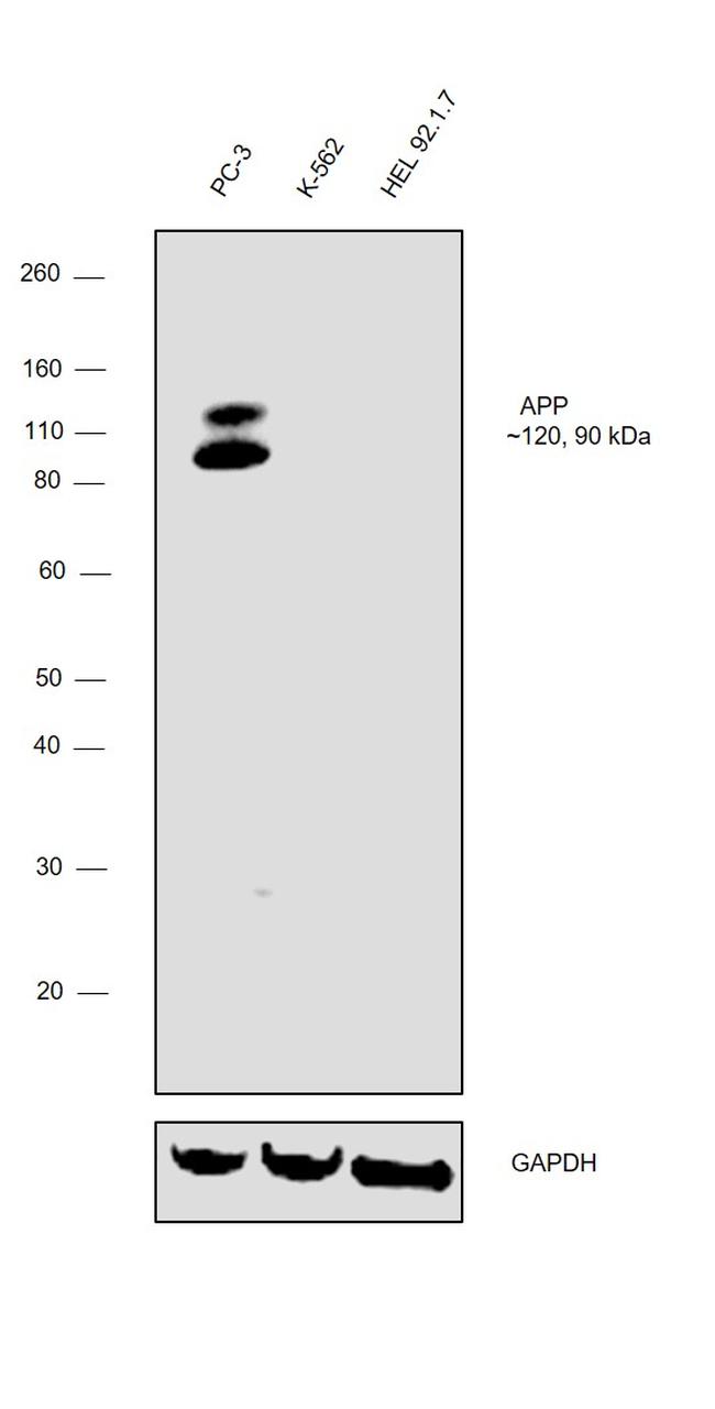 Amyloid Precursor Protein Antibody in Western Blot (WB)