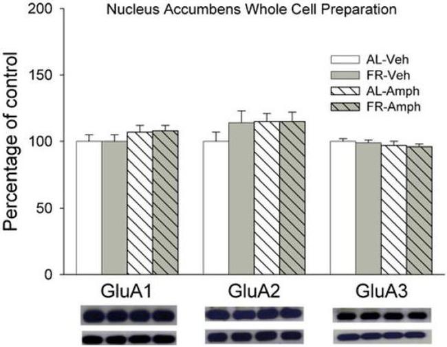 GluR2 Antibody in Western Blot (WB)