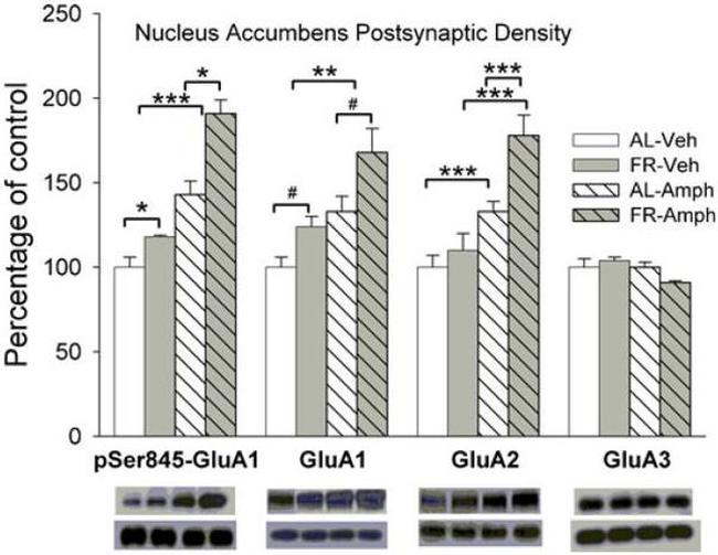 GluR2 Antibody in Western Blot (WB)