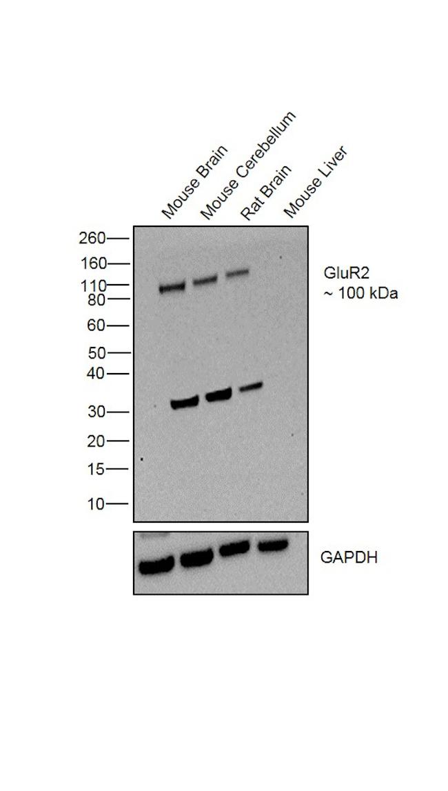 GluR2 Antibody in Western Blot (WB)