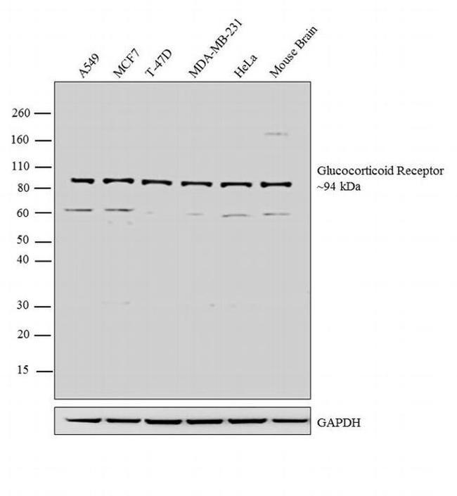 Glucocorticoid Receptor Antibody in Western Blot (WB)