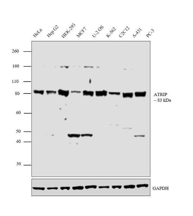 ATRIP Antibody in Western Blot (WB)