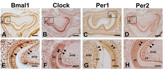 CLOCK Antibody in Immunohistochemistry (IHC)