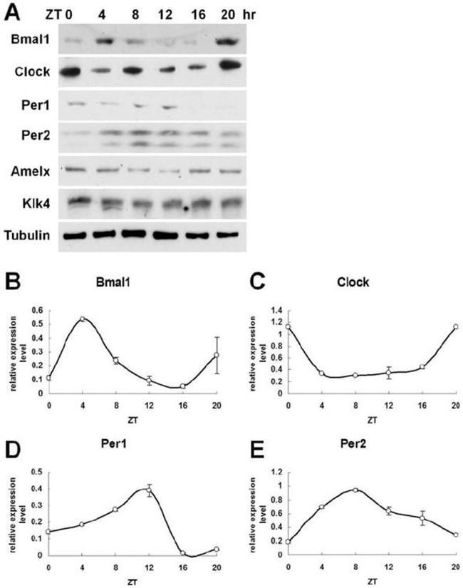 CLOCK Antibody in Western Blot (WB)