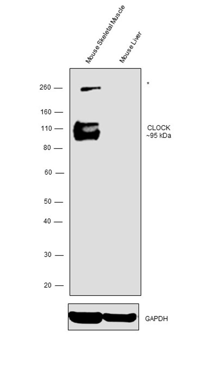 CLOCK Antibody in Western Blot (WB)