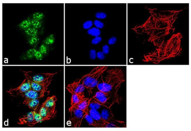 BMAL1 Antibody in Immunocytochemistry (ICC/IF)