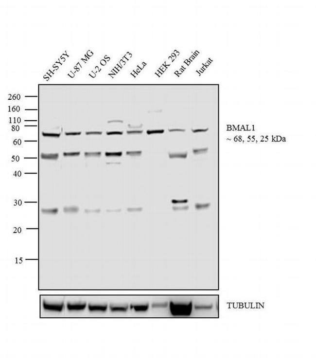 BMAL1 Antibody in Western Blot (WB)