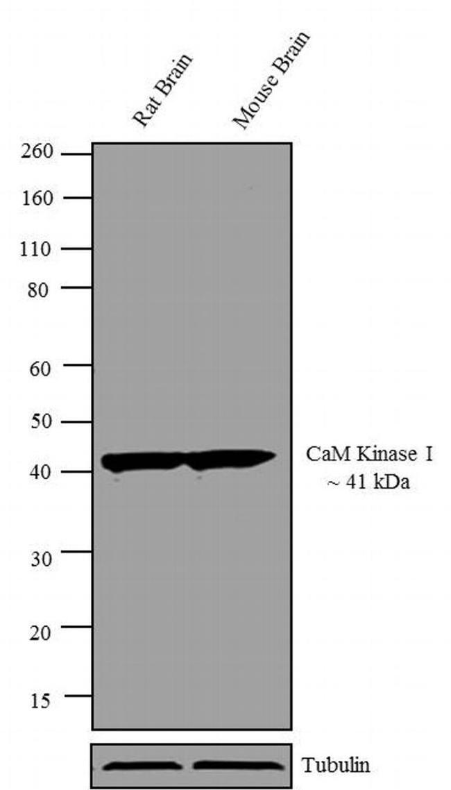 CaMKI Antibody in Western Blot (WB)