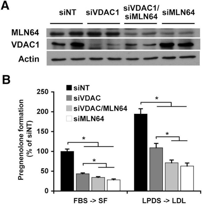 STARD3 Antibody in Western Blot (WB)