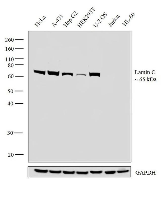 Lamin C Antibody in Western Blot (WB)