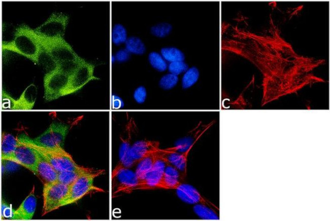 Kinesin 5A Antibody in Immunocytochemistry (ICC/IF)