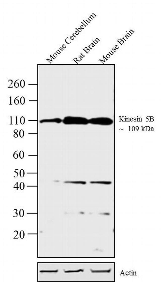 Kinesin 5B Antibody in Western Blot (WB)