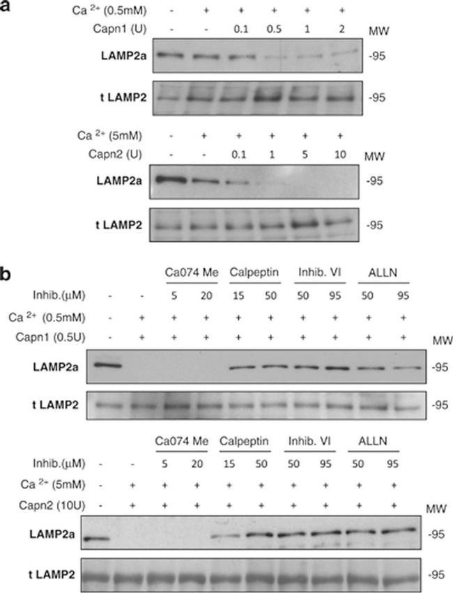 LAMP2 Antibody in Western Blot (WB)