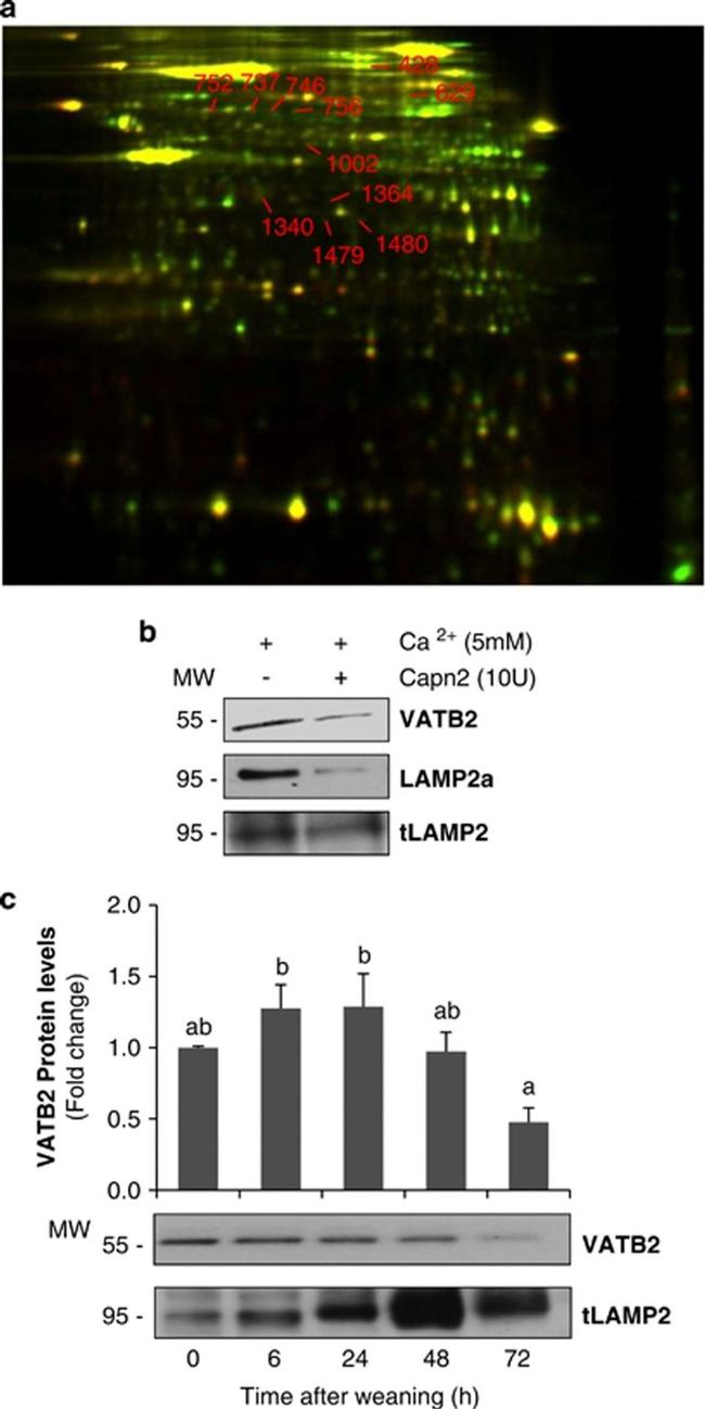 LAMP2 Antibody in Western Blot (WB)