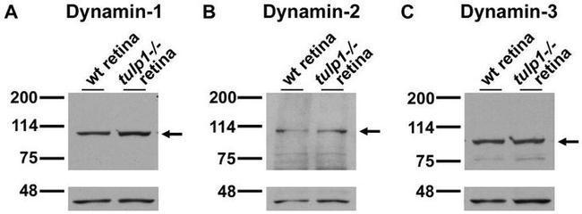 Dynamin 1 Antibody in Western Blot (WB)