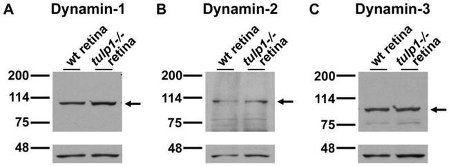 Dynamin 1 Antibody in Western Blot (WB)