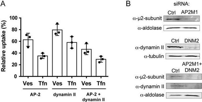 Dynamin 2 Antibody in Western Blot (WB)