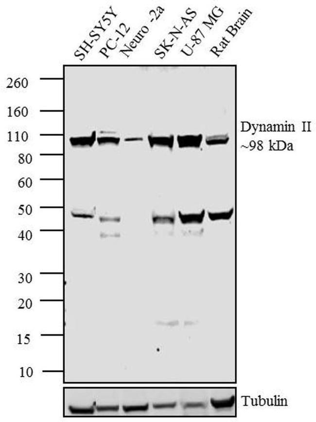 Dynamin 2 Antibody in Western Blot (WB)