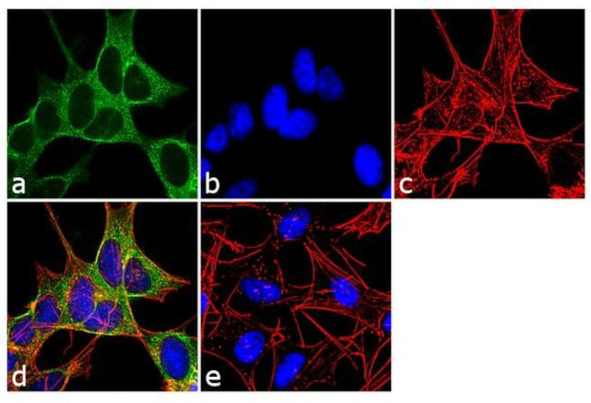 Dynamin 3 Antibody in Immunocytochemistry (ICC/IF)