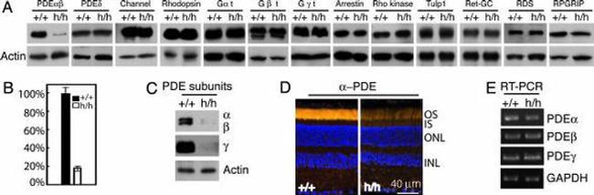 PDE6B Antibody in Western Blot (WB)