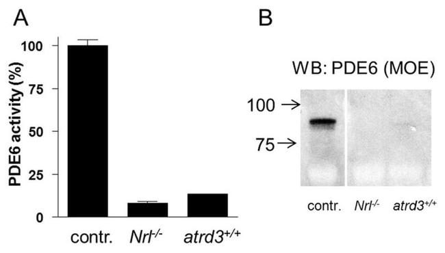 PDE6B Antibody in Immunoprecipitation (IP)