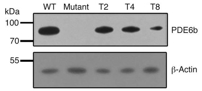 PDE6B Antibody in Western Blot (WB)