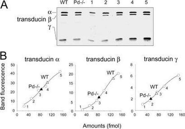 Gnb1 Antibody in Western Blot (WB)