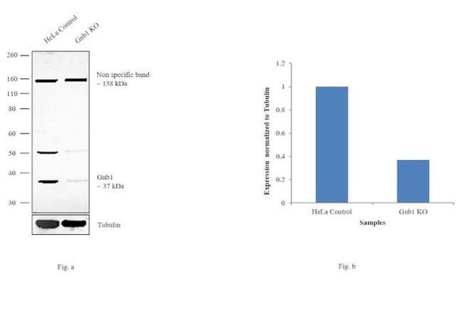 Gnb1 Antibody in Western Blot (WB)